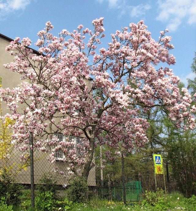 Kwiaty magnolii poredniej