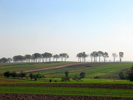Topole czarne rosnce wzdu drogi