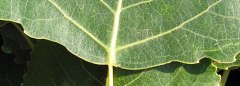 Topola kanadyjska 'Robusta' - licie