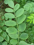 Robinia akacjowa - licie