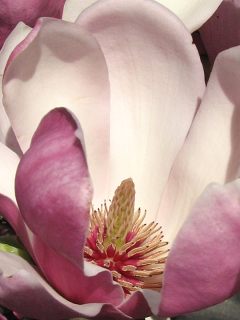 Magnolia porednia - kwiat