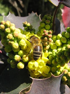 Mahonia ostrolistna - kwiaty