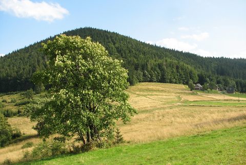 Roliny naczyniowe