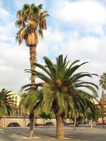 Palmy