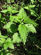 Pokrzywa