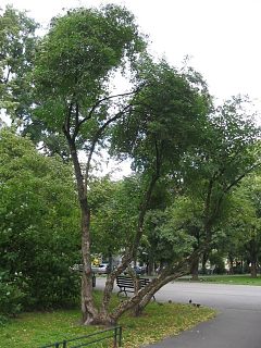 Bez czarny - pokrj