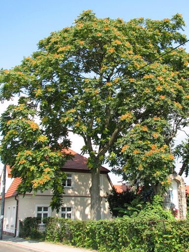 Boodrzew gruczokowaty