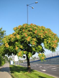 Boodrzew gruczokowaty