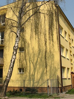 Charakterystycznie obwieszone gazie brzozy brodawkowatej