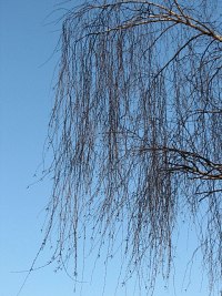 Zwieszajce si gazie brzozy brodawkowatej