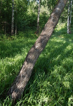 Brzozy ciemne w Jaworznie