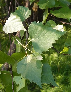 Brzozy ciemne w Jaworznie