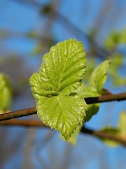 Licie brzozy omszonej
