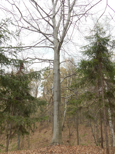 Pokrj buka zwyczajnego
