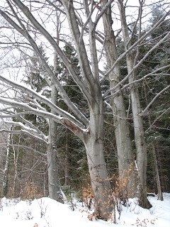 Pokrj buka zwyczajnego