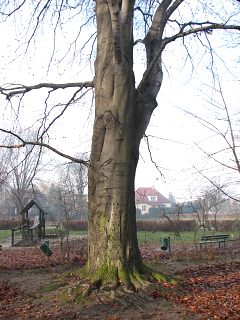 Pokrj buka zwyczajnego