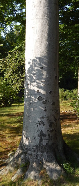Kora buka pospolitego