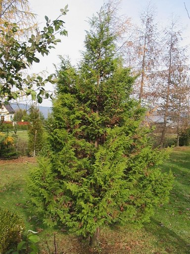 Cyprysik groszkowy