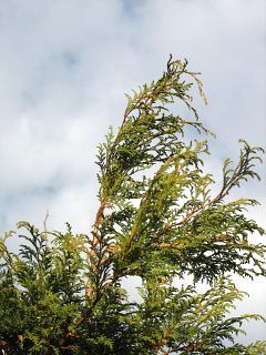 Cyprysik groszkowy - przewisajcy wierzchoek