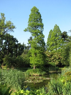 Cyprynik botny - pokrj