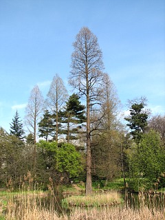 Cyprynik botny - pokrj