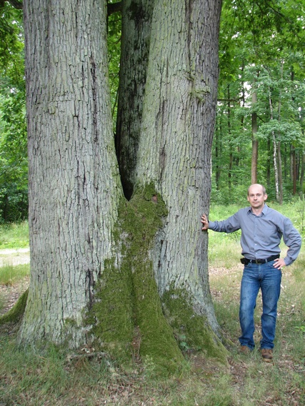Db bezszypukowy w Leopoldowie