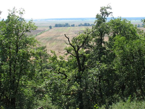Db omszony - stanowisko naturalne w rezerwacie Bielinek