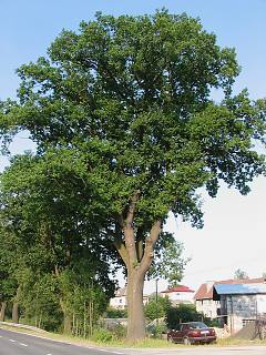 Db szypukowy