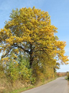 Db szypukowy