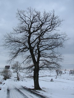 Db szypukowy