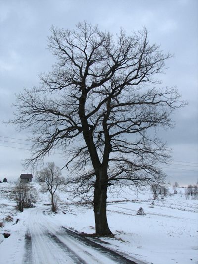 Pokrj dbu szypukowego