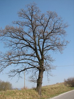 Db szypukowy