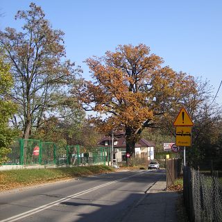 Db, fot. Tomasz Malisz
