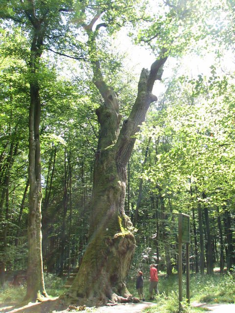 Db szypukowy Bolesaw