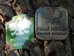 Db szypukowy Chrzecijanin