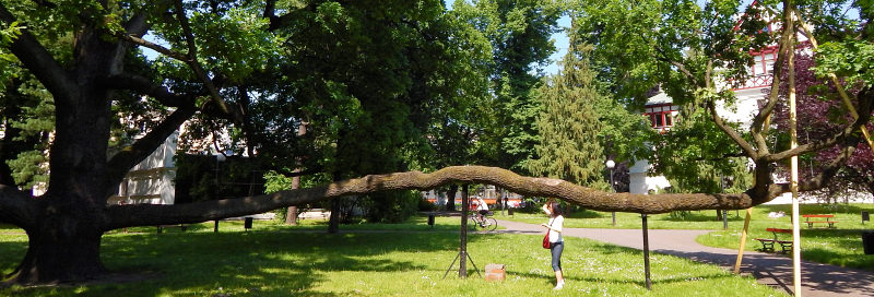 Db szypukowy Fabrykant w odzi