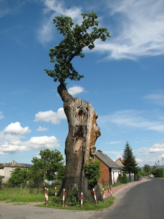 Gruby Db