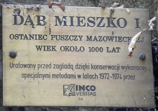 Db szypukowy Mieszko I w Warszawie