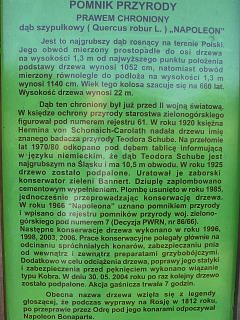 Wntrze dbu szypukowego Napoleon