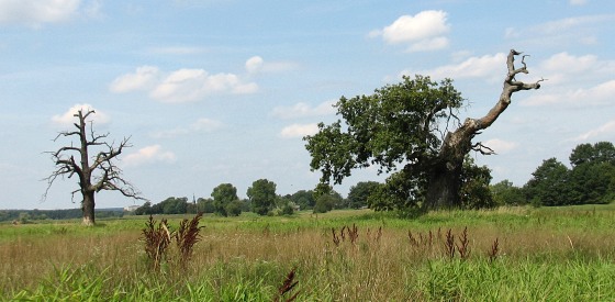 Dby rogaliskie
