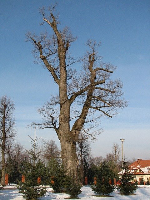 Db szypukowy w Rychwadzie