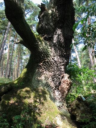 Db szypukowy Wolinianin