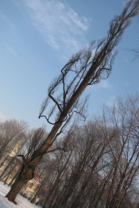 Db szypukowy odm. 'Fastigata' w parku w ywcu