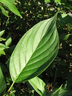 Licie derenia biaego