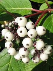 Owoce derenia biaego