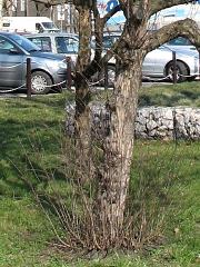 Odrola korzeniowe derenia jadalnego