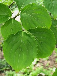 Licie derenia Kousa