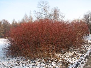 Pokrj derenia widwy