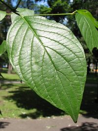 Licie derenia widwy