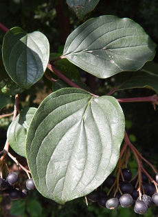 Licie derenia widwy